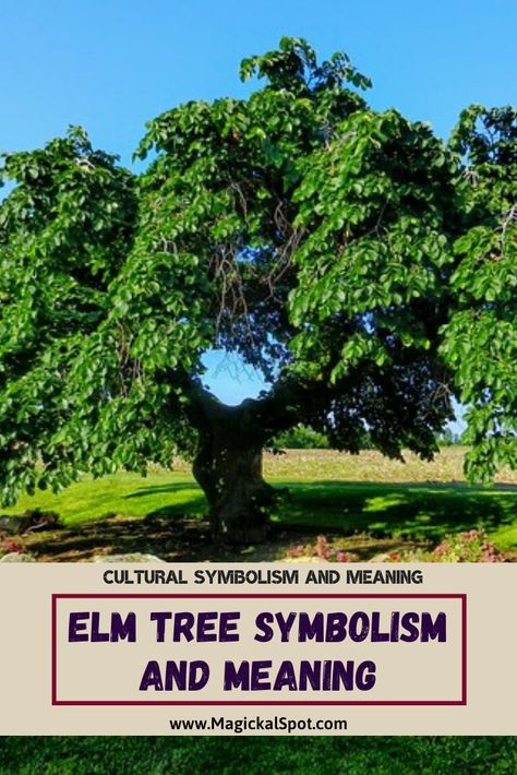 Learn more about Elm Tree Symbolism and Spiritual Meaning. I've also included its symbolism in different cultures and a birth date symbolism. Enjoy! #elmtree #elmsymbolism #elmmeaning Elm Tree Tattoo, Tree Symbolism, Tree Meanings, Tree Tattoo Meaning, Reading Fair, Tree Hugging, Magickal Herbs, Elm Tree, Green Magic