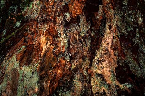 Rotting Forest Aesthetic, Rotting Aesthetic, Rotting Tree, Sacred Forest, Walburga Black, Winter Lake, Ap Studio Art, Poetry Inspiration, Web Images