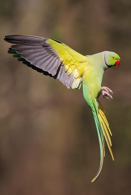 Ring Neck Parrot, Indian Ringneck Parrot, Ring Necked Parakeet, Parrot Flying, Indian Ringneck, Inspirational Paintings, Indian Rose, Ring Neck, Budgies Bird