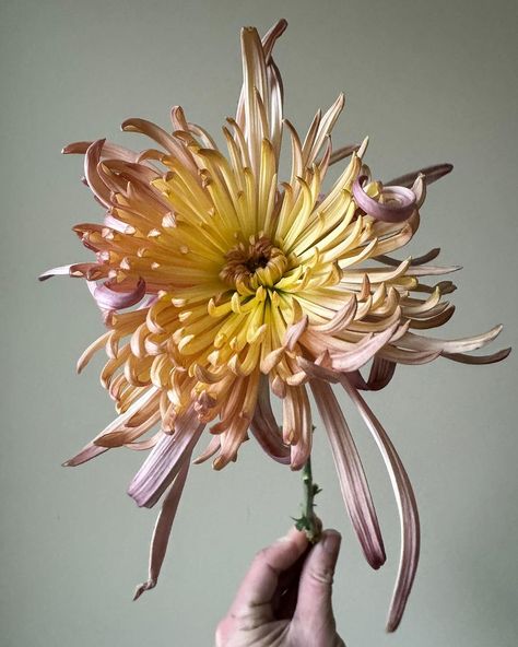 l i n d a d ‘ a r c o | Good morning from the Muppets of the flower world. We have a small collection of heirloom mums still blooming. I went out to grab a handful… | Instagram Heirloom Mums, Mum Bouquet, Mum Flower, Flower References, Mums Flowers, Photos For Reference, Photo Composition, The Muppets, Beautiful Bouquet Of Flowers