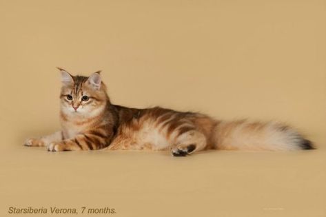 cat colours — black golden classic tabby Warriors Oc, Golden Tabby, Cat References, Cat Oc, Cat Reference, Siberian Cat, Cat Pose, Animal Friends, Cat Colors