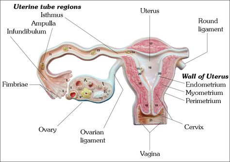 The Uterine (Fallopian) Tube, Uterus, Uterine Wall Human Eye Diagram, Eye Diagram, Nurse Aesthetic, Female Reproductive System, Fallopian Tubes, Reproductive System, Human Eye, Biology, Anatomy