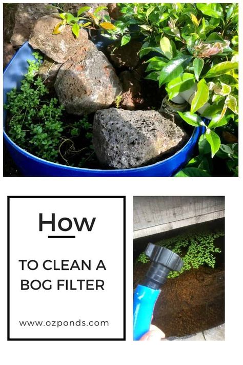 Bog Filters For Ponds Diy, Bog Filters For Ponds, Bog Filter, Old Water Pumps, Nitrogen Cycle, Bog Plants, Bog Garden, Diy Pond, Pond Filters