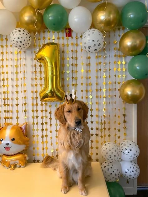 Pet party! Dog Party Photoshoot, Golden Retriever Party, Golden Retriever Birthday Party, Dog Birthday Pictures, Golden Retriever Birthday, Dog Photoshoot Pet Photography, Puppy Photoshoot, Celebrating Birthday, Pet Party