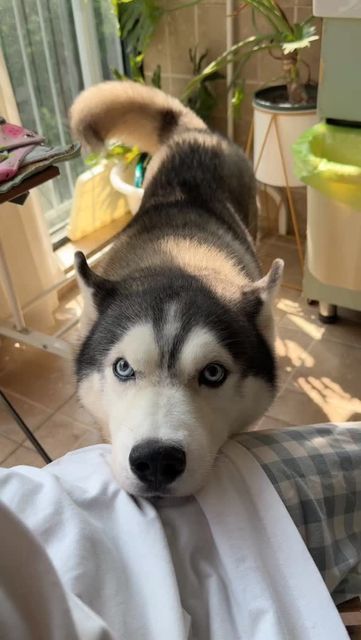 Husky Lovers ❤️ on Instagram: "Puppy wants attention 🥺" Husky Aesthetic, Fluffy Husky, Husky Owner, Army Post, Husky Puppies, Cute Husky, Husky Lover, Husky Puppy, Springer Spaniel