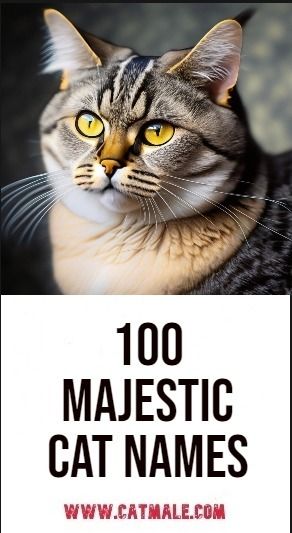 100 Majestic Cat Names Mainecoon Cat Names, Pretty Cat Names, Boy Cat Names Unique, Cats Names Ideas, Cat Names For Boys, Male Cat Names Unique, Cat Names Boy, Cat Names Male, Cat Names Aesthetic