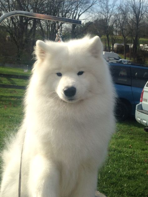 Cute Big Fluffy Dogs, Samoyed Dog, Saymond Dogs, Large Fluffy Dogs, Small White Fluffy Dogs, Giant Fluffy Dog, White Fluffy Dog, Big Fluffy Dogs, Big Fluffy White Dog