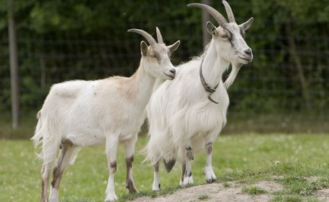 A newly identified pheromone in male goat odor provides a clue to what makes a female goat hot to trot. ~~ Mats Lindh/Flickr (CC BY 2.0) Alpine Goats, Female Goat, Farm Images, Raising Goats, Farm Photo, Goat Farming, Mountain Goat, Farm Yard, Dog Life