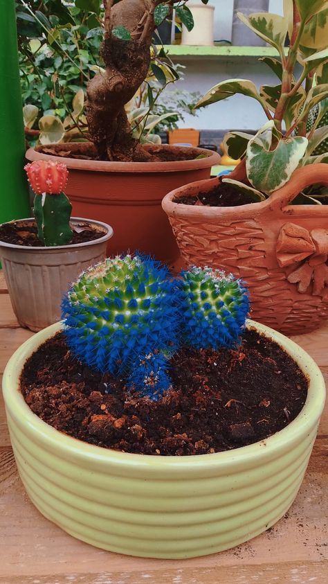 The bleu cactus 🌵 💙 Toki Doki, Blue Cactus, Cactus, Places To Visit, Plants, Blue, Quick Saves