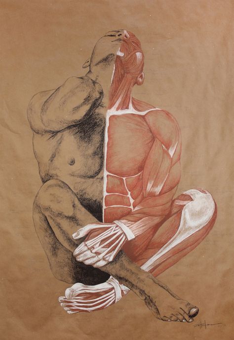 Original Art , Male Figure – Muscle Study – Labeling in Charcoal & Conte “MUSCLE MAN” by Marcy Ann Villafaña  “MUSCLE MAN” 43″ x 51″  Charcoal and Conté  2013  Exhibited in one show only and sold to Private Austin Collector  now only available in limited edition prints  upon requests  www.VillafanaArt.com  #villafanaart Muscle Study, Animal Art Projects, Human Body Art, Art Male, A Level Art Sketchbook, Muscle Man, Art Men, Man Illustration, Figurative Artists