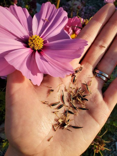 Seed-Saving 101: How to Save Seeds from Annual Flowers ~ Homestead and Chill How To Save Seeds, Cheap Planters, Save Seeds, Front Flower Beds, Seed Storage, Zinnia Flowers, Hand Flowers, Seed Saving, Annual Flowers