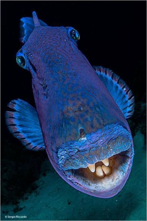 Blue Trigger Fish Creature Marine, Fauna Marina, Salt Water Fish, Deep Sea Creatures, Beautiful Sea Creatures, All Animals, Underwater Creatures, Underwater Life, Exotic Fish