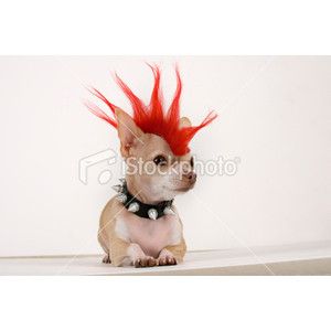 punk chihuahua picture by drink_cheerwine - Photobucket Costumes For Dogs, Most Creative Halloween Costumes, Dog Costumes Funny, Dog Print Tattoo, Bird Barn, Puppy Costume, Diy Dog Costumes, Puppy Dress, Dog Line