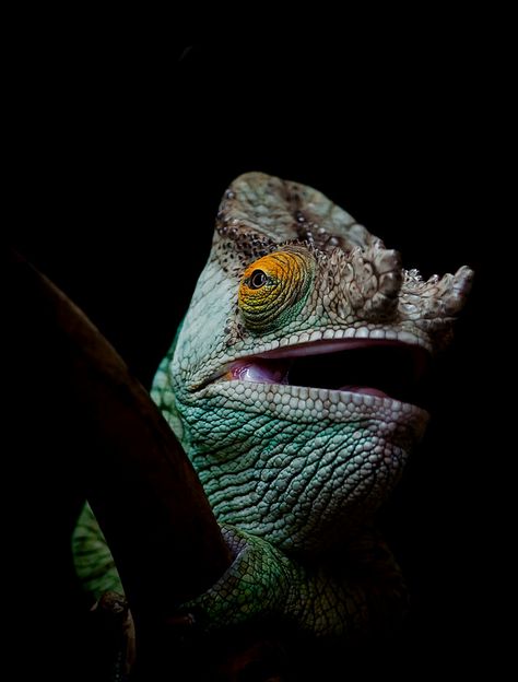 Parsons Chameleon, Amphibians, Frogs, Reptiles, Wonder, Animals, Black