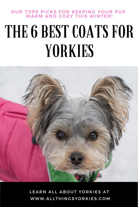 Miki Dog, Yorkshire Terrier Grooming, Dog Jacket Patterns, Yorkie Clothes, Dog Jackets, Small Dog Coats, Puppy Coats, Dog Clothes Diy, Yorkie Terrier