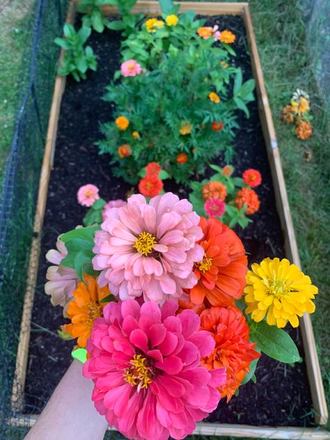 Pink, orange, yellow Zinnias in Central New York, planted in raised garden bed Raised Zinnia Beds, Flower Beds Raised, School Decal, Central New York, Raised Flower Beds, Coral Garden, Flower Bed Ideas, Wet Felting Projects, Pink Orange Yellow