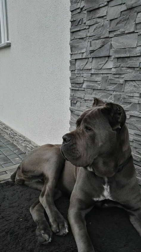 King Corso Dog, King Corso, Chien Cane Corso, Big Dogs Breeds, Biggest Dog In The World, Dog Names Unique, Pet Anime, Cane Corsos, Italian Mastiff