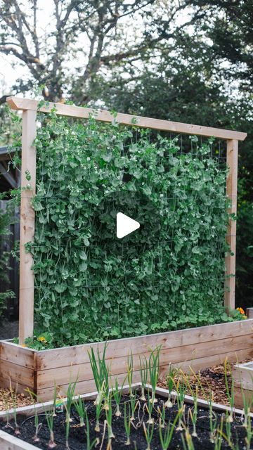 Gardening Vertical, Garden Vertical, Space Efficiency, Vertical Gardening, Garden Life, Garden Trellis, Air Circulation, Garden Spaces, Raised Garden Beds