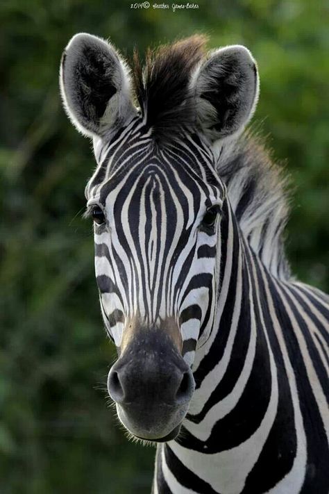 Zebra Portrait, Zebra Pictures, Zebra Face, Animal Photography Wildlife, Zebra Painting, Zoo Lights, Zebra Art, Mangekyou Sharingan, Zebras Animal