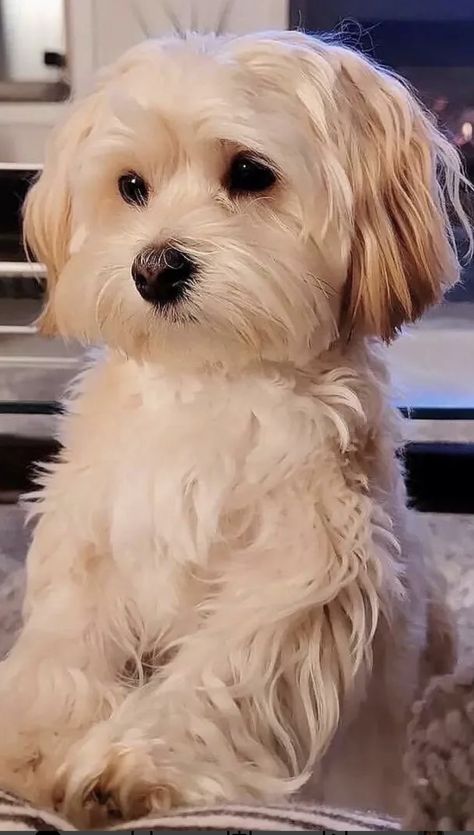 Havanese Haircuts, Morkie Dogs, Puppy Haircut, Bichon Havanais, Cavachon Puppies, Teddy Bear Dog, Dog Room, Very Cute Puppies, Dog Haircuts