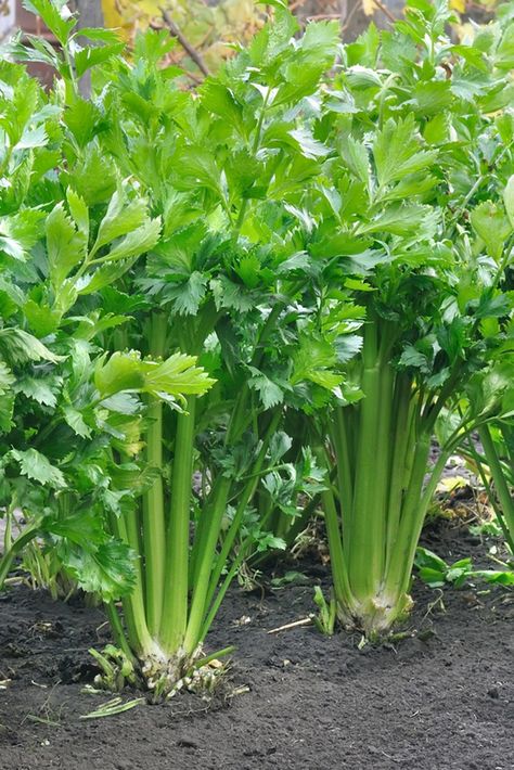 Celery Plant, Growing Celery, Christmas Eye Makeup, Beefsteak Tomato, Organic Mulch, Fresh Market, Tomato Seeds, Herb Seeds, Growing Herbs