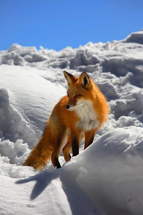 Comedy Wildlife Photography, For Fox Sake, Cute Foxes, Red Foxes, Fox Sake, Fox Pictures, Fox Art, Cute Fox, Animal Pics