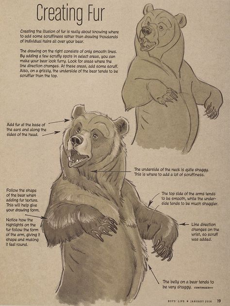 Photo de l'album references - Google Photos Bear Character Design, Aaron Blaise, Bear Sketch, Inspiration Images, Bear Drawing, Bear Character, Animal Study, Animal Drawing, Digital Painting Tutorials