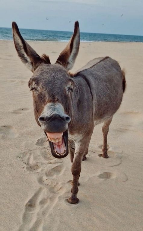 Donkey Funny, Donkey Farm, Baby Donkey, Miniature Donkey, Cute Donkey, Animal Humour, Awkward Funny, A Donkey, Animals Pictures