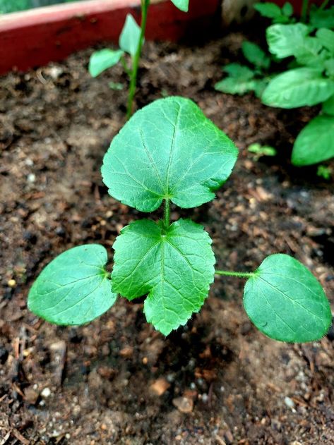 Only 4 inches tall, the okra is looking promising. The final plants will be as tall as 5 feet, with a dozen pods per plant. Okra Plant, Okra, Plant Leaves, Grapes, Fruit, Plants