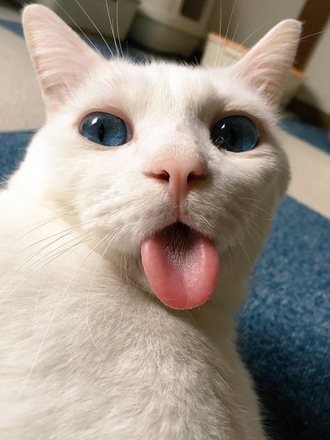 Funny Face, White Cat, Funny, Blue, White