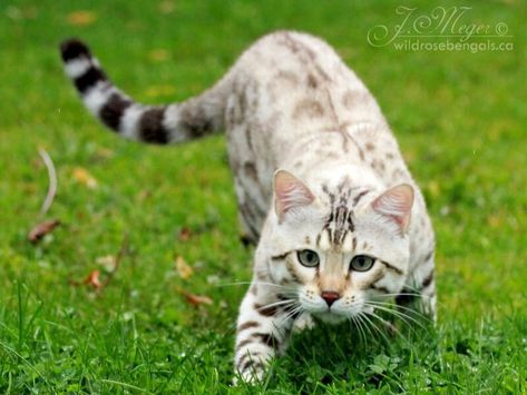 Pricing & Purchase Info - Wildrose Bengals Cat Hunting Pose, Cats Hunting, Cat Hunting, Cat Anatomy, Cat Reference, Warrior Cats Art, Gorgeous Cats, Cat Pose, Pet Kitten