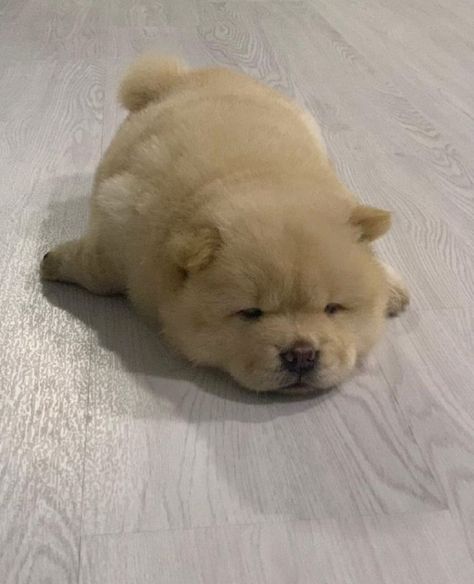 14 Funny Chow Chows That Will Make Your Day | Page 2 of 4 | PetPress Puppy Chow Halloween, Perros Chow Chow, Chow Chow Dogs, Puppies And Kitties, Cute Little Puppies, Fluffy Dogs, Fluffy Animals, Cute Animal Photos