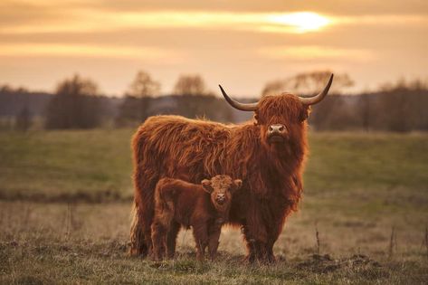 Scottish Highland Cattle | A Hardy Breed Worth Raising Breeds Of Cows, Cow Wallpaper, Scottish Cow, Mini Cows, Highland Cow Canvas, Scottish Highland Cow, Cow Wall Art, Fluffy Cows, Cow Pictures