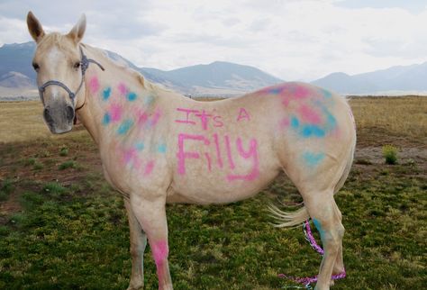 Gender Reveal With Horses, Horse Gender Reveal, Horse Gender Reveal Ideas, Reveal Ideas, Gender Reveal