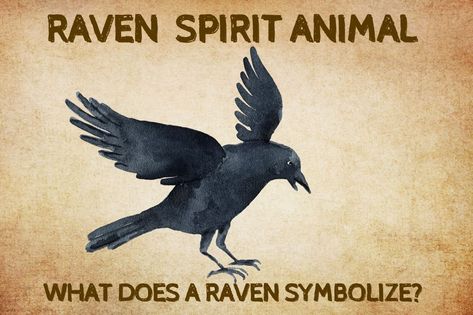 Ravens are imposing birds, with their glossy black plumage and sharp beaks. They’ve also played a part in myths and legends for centuries. So what is the spiritual meaning of ravens? And what does it Raven Aesthetic Bird, Raven Meaning, Raven Spirit Animal, Butterfly Spirit Animal, Pet Raven, Spirit Animal Quiz, Animal Quiz, Viking Raven, That's So Raven