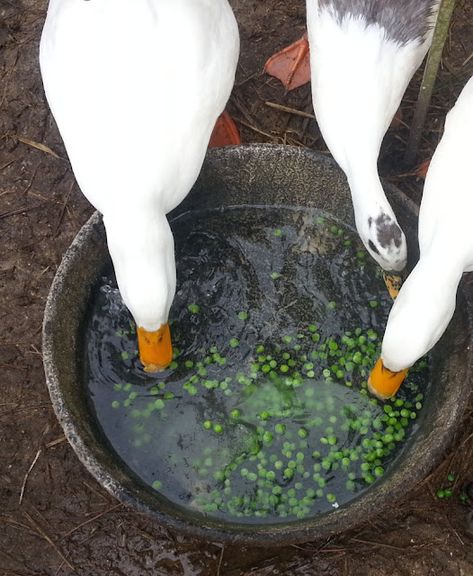 Duck Fountain, Mess Free Duck Pen, Duck Enrichment Ideas, Duck Homesteading, What Can Ducks Eat, Farm Ducks, Best Ducks For Homestead, Duck Feeder, Ducks And Chickens Living Together