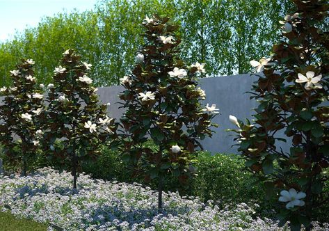 Magnolia Tree Landscaping, Little Gem Magnolia Tree, Tree Landscaping Ideas, Magnolia Little Gem, Southern Magnolia Tree, Tree Landscaping, Magnolia Gardens, Southern Magnolia, Magnolia Tree