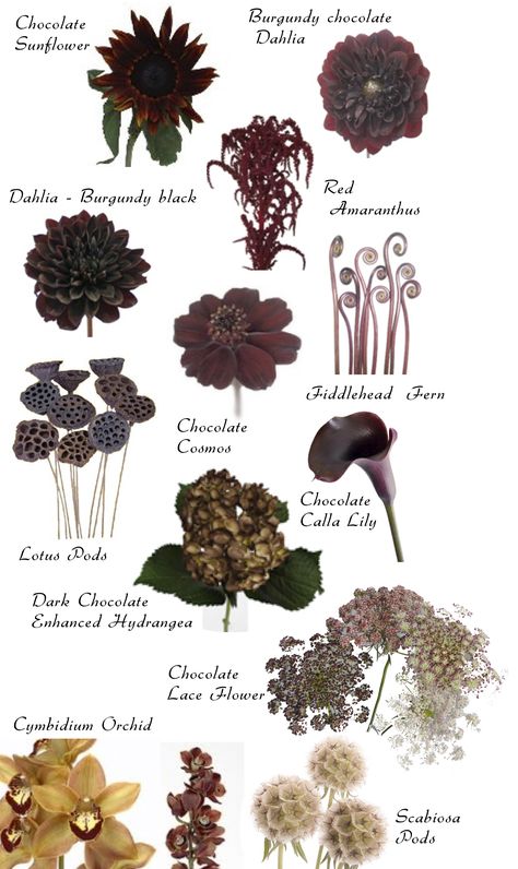 Flowers And Their Names, Bouquets Eucalyptus, Red Bouquets, Flower Displays, Flower Chart, Goth Garden, Gothic Garden, Different Types Of Flowers, Future Job