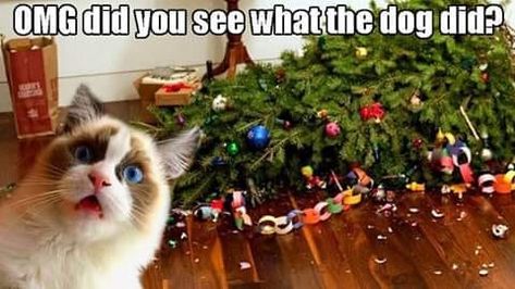 Cat Rocks, Grumpy Cat Christmas, Country Christmas Trees, Funny Characters, Funny Christmas Tree, Mary Rose, Cat Humor, Cat Christmas Tree, Funny Cat Photos