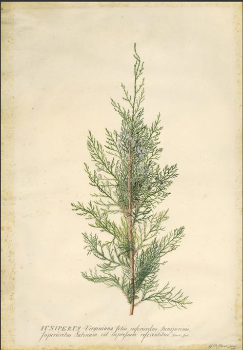 Juniper, Georg Dionysius Ehret, 1745 Juniper Aesthetic, Juniper Tree, Illustration Botanique, Getty Museum, Mountain Photography, Xmas Diy, Botanical Painting, Scientific Illustration, Christmas Porch