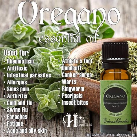 Benefits Of Oregano, Oils For Sinus, Sinus Pain, Oregano Essential Oil, Canker Sore, Oregano Oil, Cinnamon Essential Oil, Perennial Herbs, Doterra Oils