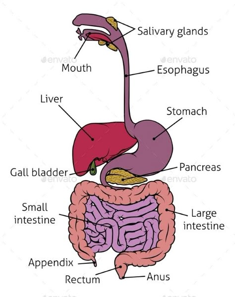 Digestive System Project, Digestive System For Kids, Digestive System Model, Digestive System Diagram, Human Body Science Projects, Digestive System Anatomy, Human Respiratory System, Human Body Science, Human Digestive System