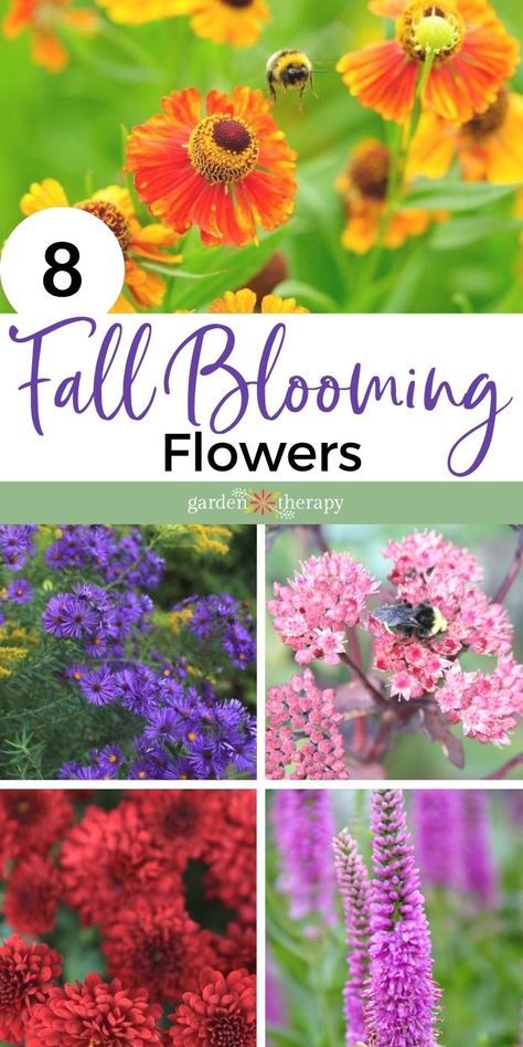 Fall Garden Planting, Fall Blooming Flowers, Perennials Flowers, Fall Flowers Garden, Fall Landscaping, Fall Perennials, Gate Decoration, Fall Garden Vegetables, Container Gardening Flowers