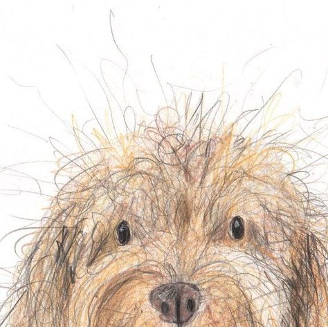 Catherine Rayner on Instagram: "Tonight I drew Elspeth. 🤍 She’s a cockapoo. I hope she makes you smile on this chilly evening! 🍂#catherineraynerdailydrawing the original drawing is available to adopt from my website.  . . #cockapoo #cockapoos #cockapoo_corner #cockapoosofinstagram #cockapoolife #cockapoolove #cockapoopuppy #dog #dogstagram #dogs #doglover #dogart #doglife #dogdaily" Cockapoo Cartoon, Cockapoo Drawing, Cockapoo Art, Catherine Rayner, Dog Doodles, Book Doodle, Australian Terrier, Cockapoo Puppies, Framed Pictures