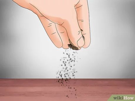 How to Grow Rosemary from Seed (with Pictures) - wikiHow How To Grow Rosemary From Seed, Planting Rosemary, Rosemary From Seed, How To Grow Rosemary, Grow Rosemary, Growing Rosemary, Dried Rosemary, Rosemary Plant, Waterwise Garden