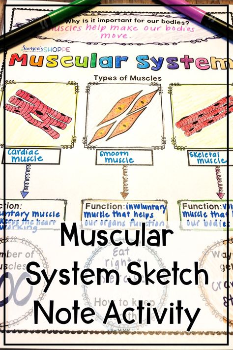 Muscular System | Human Body | Review the human body muscular system with your grade 4, 5, and 6 students using this sketch note worksheet that summarizes cardiac, smooth and skeletal muscle, their functions, and how to keep muscles safe and healthy. #humanbody #muscularsystem #muscles Muscular System Notes, Muscular System Project, Muscular System Activities, Muscle System, Types Of Muscles, Human Organs, Human Body Unit, Sketch Note, Human Body Art