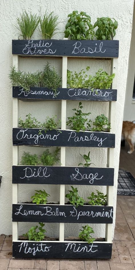 Herb Shelf Kitchen, Vertical Herb Garden Indoor, Vertical Vegetable Gardens Diy, Indoor Herb Garden Wall, Living Herb Wall, Herb Garden Indoor, Balcony Herb Gardens, Indoor Garden Rooms, Herb Garden Wall