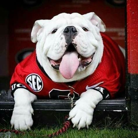 60 Football Dog Names Uga Bulldog, Georgia Bulldog Mascot, Uga Bulldogs, Georgia Dawgs, Puppy Obedience Training, Georgia Bulldogs Football, Georgia Bulldog, Bulldog Mascot, Positive Dog Training