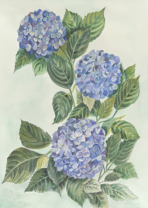 Hydrangea Nail Art, Hydrangea Sketch, Hydrangea Drawing, Hydrangea Painting Wallpaper, Hydrangea Illustration, Hydrangea Poster, Blue Hydrangea Aesthetic, Hydrangea Vintage Illustration, Blue Hydrangea Painting