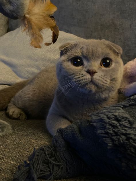 Scottish Cat Grey, Scottish Fold Kitten Grey, Grey Scottish Fold, Cat Grey, Scottish Fold Kittens, Scottish Fold Cat, Fold Cat, Grey And White Cat, Dream's Cat